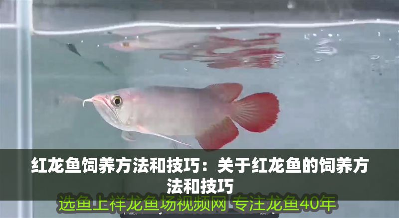 紅龍魚飼養方法和技巧：關于紅龍魚的飼養方法和技巧