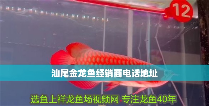 汕尾金龍魚經(jīng)銷商電話地址