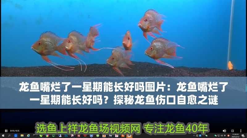 龍魚嘴爛了一星期能長好嗎圖片：龍魚嘴爛了一星期能長好嗎？探秘龍魚傷口自愈之謎