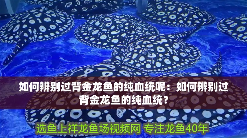 如何辨別過背金龍魚的純血統呢：如何辨別過背金龍魚的純血統？