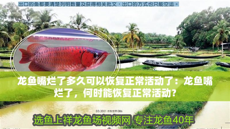 龍魚嘴爛了多久可以恢復(fù)正常活動了：龍魚嘴爛了，何時(shí)能恢復(fù)正常活動？