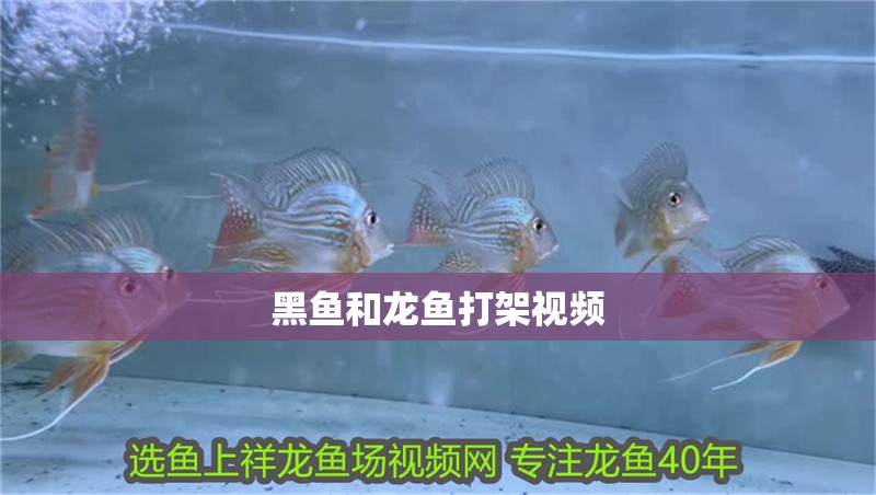 黑魚和龍魚打架視頻