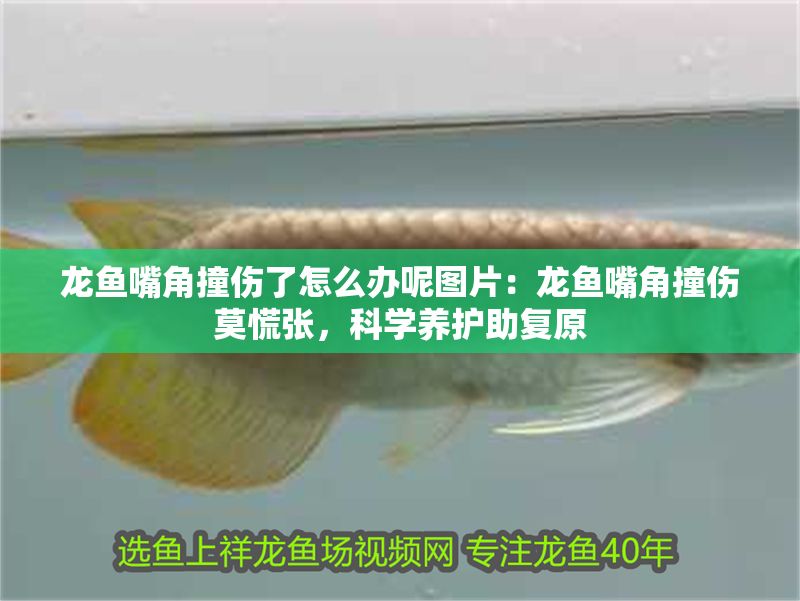 龍魚嘴角撞傷了怎么辦呢圖片：龍魚嘴角撞傷莫慌張，科學養護助復原