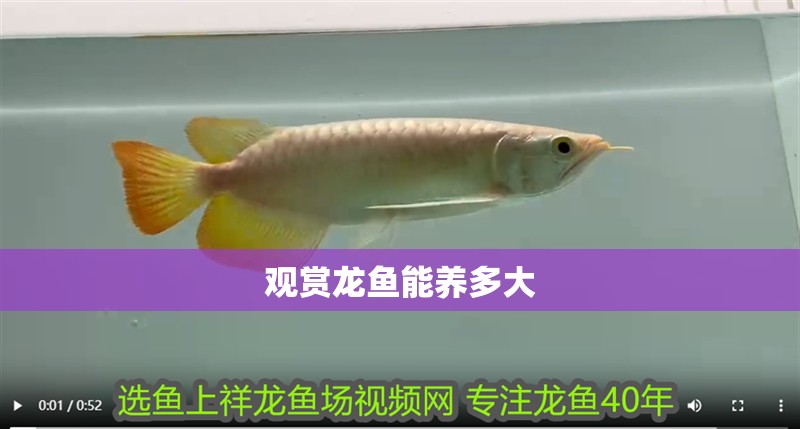觀賞龍魚能養多大