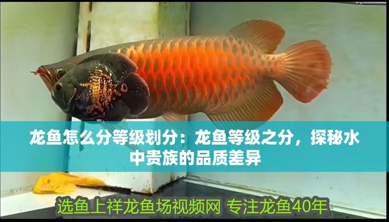 龍魚怎么分等級劃分：龍魚等級之分，探秘水中貴族的品質差異