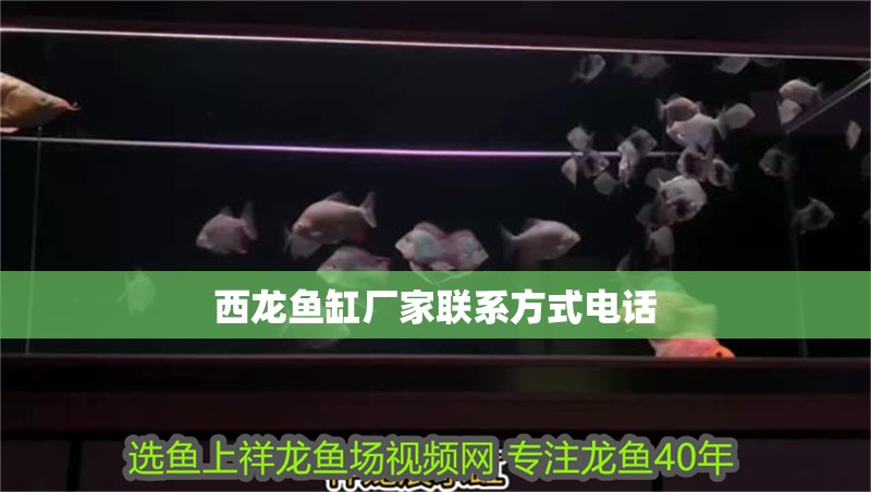 西龍魚缸廠家聯(lián)系方式電話