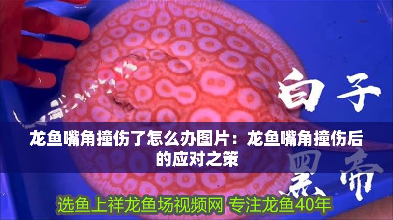 龍魚嘴角撞傷了怎么辦圖片：龍魚嘴角撞傷后的應對之策
