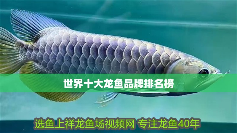 龍魚眼球發白怎么回事圖片大全