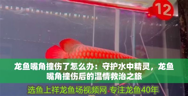 龍魚嘴角撞傷了怎么辦：守護水中精靈，龍魚嘴角撞傷后的溫情救治之旅