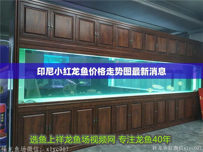 印尼小紅龍魚價格走勢圖最新消息