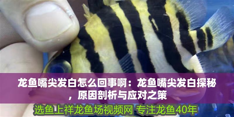 龍魚嘴尖發白怎么回事?。糊堲~嘴尖發白探秘，原因剖析與應對之策