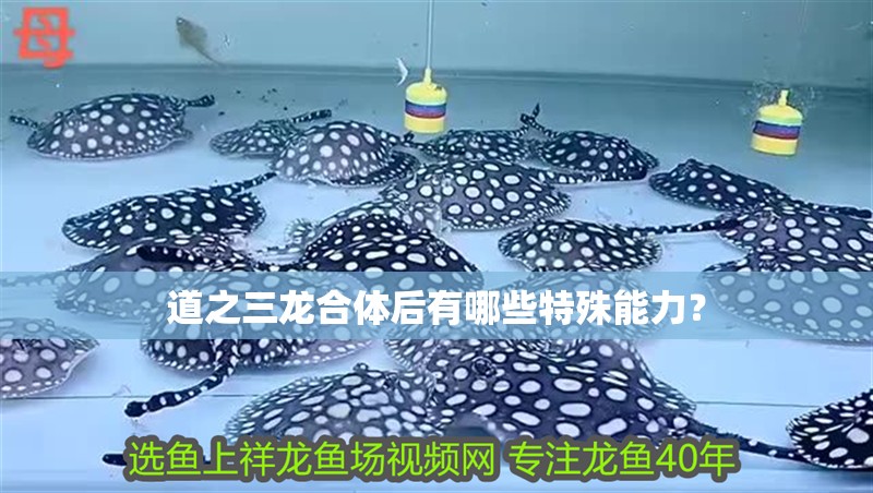 道之三龍合體后有哪些特殊能力？