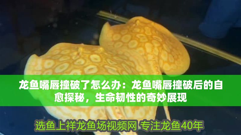 龍魚嘴唇撞破了怎么辦：龍魚嘴唇撞破后的自愈探秘，生命韌性的奇妙展現(xiàn)