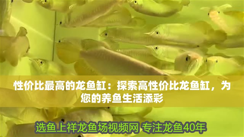 性價比最高的龍魚缸：探索高性價比龍魚缸，為您的養(yǎng)魚生活添彩
