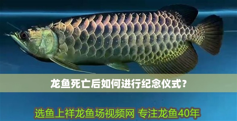 龍魚死亡后如何進行紀念儀式？