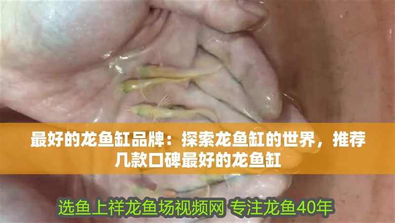 最好的龍魚缸品牌：探索龍魚缸的世界，推薦幾款口碑最好的龍魚缸
