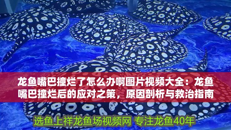 龍魚嘴巴撞爛了怎么辦啊圖片視頻大全：龍魚嘴巴撞爛后的應對之策，原因剖析與救治指南
