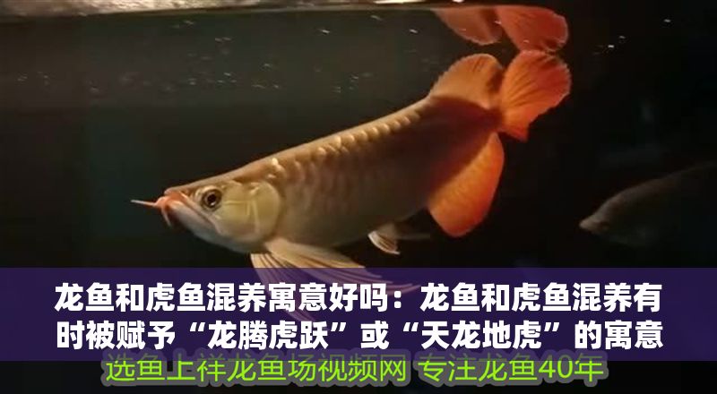 龍魚和虎魚混養(yǎng)寓意好嗎：龍魚和虎魚混養(yǎng)有時被賦予“龍騰虎躍”或“天龍地虎”的寓意