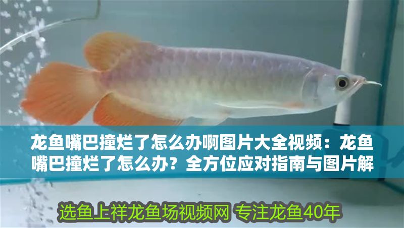 龍魚嘴巴撞爛了怎么辦啊圖片大全視頻：龍魚嘴巴撞爛了怎么辦？全方位應對指南與圖片解析