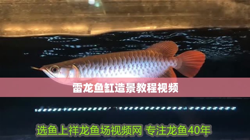 雷龍魚缸造景教程視頻