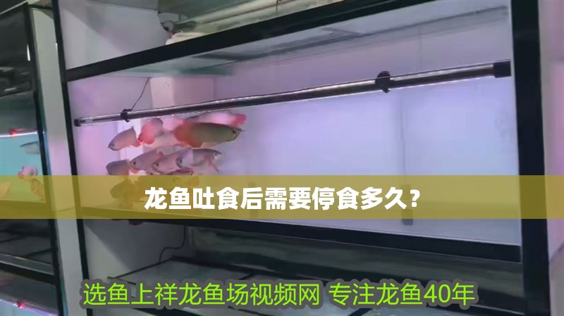 龍魚吐食后需要停食多久？