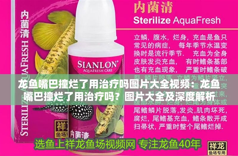 龍魚嘴巴撞爛了用治療嗎圖片大全視頻：龍魚嘴巴撞爛了用治療嗎？圖片大全及深度解析