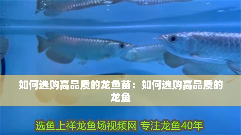 如何選購高品質的龍魚苗：如何選購高品質的龍魚
