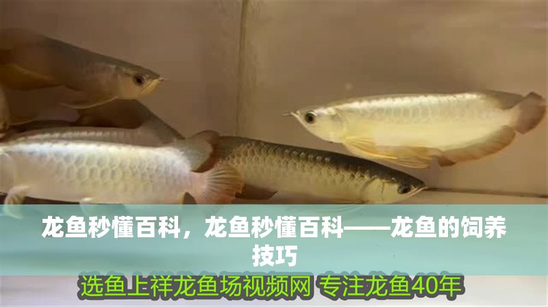 龍魚秒懂百科，龍魚秒懂百科——龍魚的飼養技巧