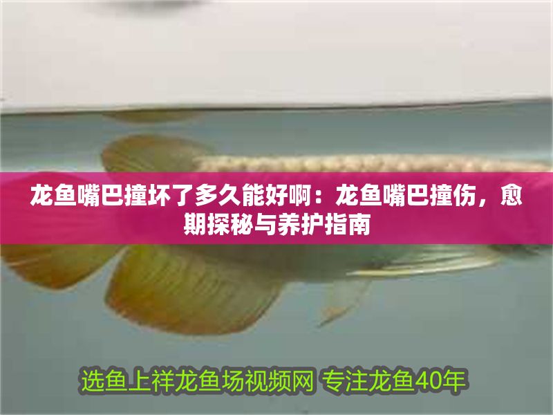 龍魚嘴巴撞壞了多久能好?。糊堲~嘴巴撞傷，愈期探秘與養(yǎng)護(hù)指南