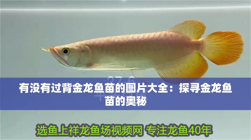 有沒有過背金龍魚苗的圖片大全：探尋金龍魚苗的奧秘