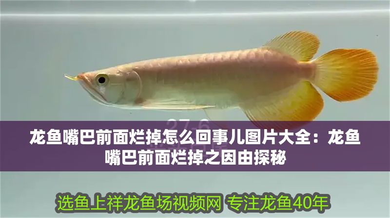 龍魚嘴巴前面爛掉怎么回事兒圖片大全：龍魚嘴巴前面爛掉之因由探秘