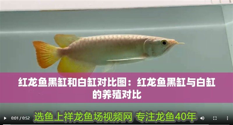 紅龍魚黑缸和白缸對比圖：紅龍魚黑缸與白缸的養(yǎng)殖對比