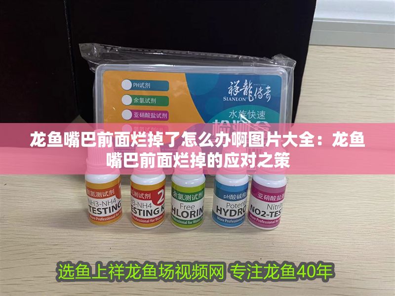 龍魚嘴巴前面爛掉了怎么辦啊圖片大全：龍魚嘴巴前面爛掉的應(yīng)對(duì)之策