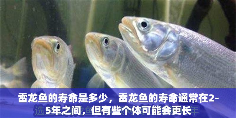 雷龍魚的壽命是多少，雷龍魚的壽命通常在2-5年之間，但有些個體可能會更長