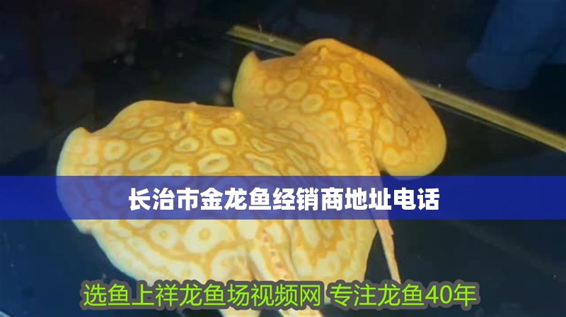 長(zhǎng)治市金龍魚經(jīng)銷商地址電話