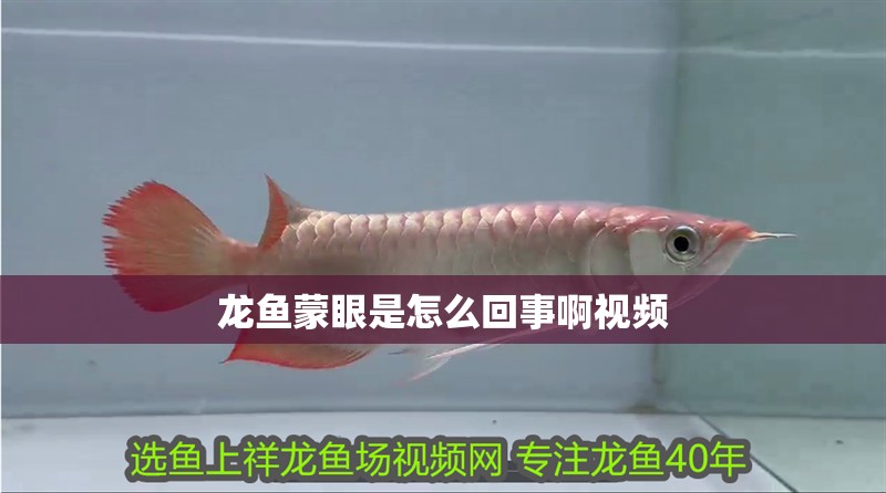 龍魚蒙眼是怎么回事啊視頻