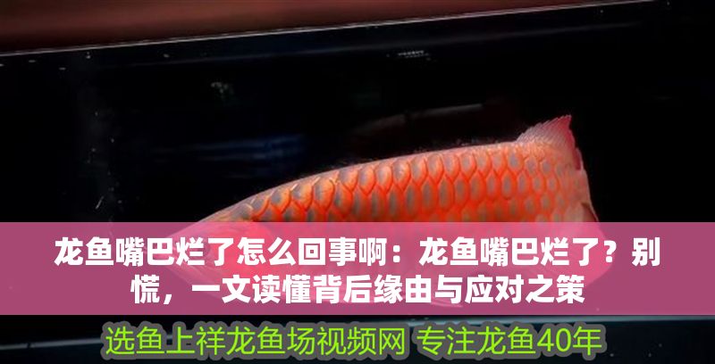 龍魚嘴巴爛了怎么回事啊：龍魚嘴巴爛了？別慌，一文讀懂背后緣由與應對之策