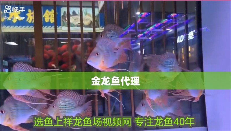 金龍魚代理