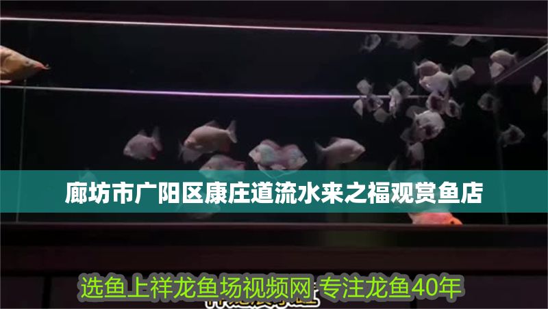 廊坊市廣陽(yáng)區(qū)康莊道流水來(lái)之福觀賞魚(yú)店 全國(guó)水族館企業(yè)名錄 第1張 廊坊市廣陽(yáng)區(qū)康莊道流水來(lái)之福觀賞魚(yú)店 廊坊市廣陽(yáng)區(qū)康莊道流水來(lái)之福觀賞魚(yú)店 全國(guó)水族館企業(yè)名錄 第1張