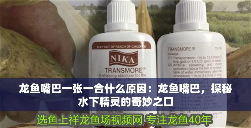 龍魚嘴巴一張一合什么原因：龍魚嘴巴，探秘水下精靈的奇妙之口