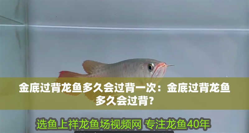 金底過(guò)背龍魚(yú)多久會(huì)過(guò)背一次：金底過(guò)背龍魚(yú)多久會(huì)過(guò)背？