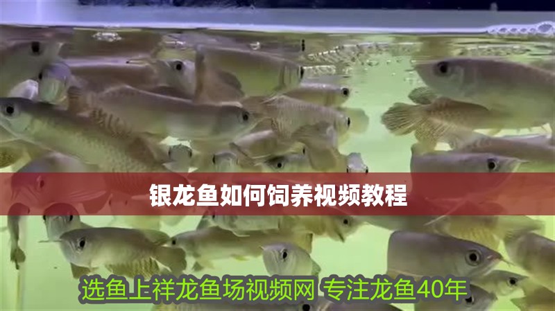 銀龍魚如何飼養視頻教程