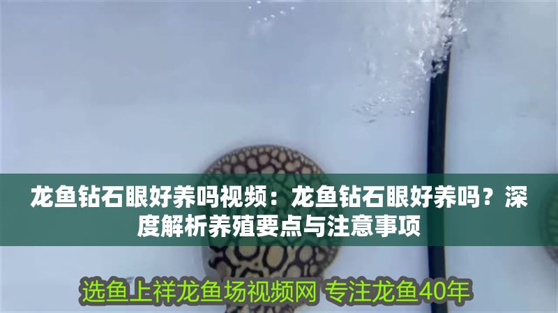 龍魚鉆石眼好養嗎視頻：龍魚鉆石眼好養嗎？深度解析養殖要點與注意事項