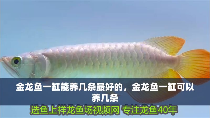 金龍魚一缸能養幾條最好的，金龍魚一缸可以養幾條