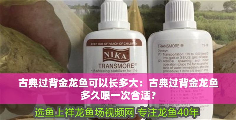 古典過背金龍魚可以長多大：古典過背金龍魚多久喂一次合適？