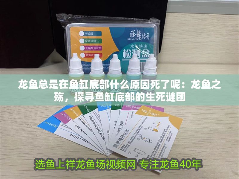龍魚總是在魚缸底部什么原因死了呢：龍魚之殤，探尋魚缸底部的生死謎團