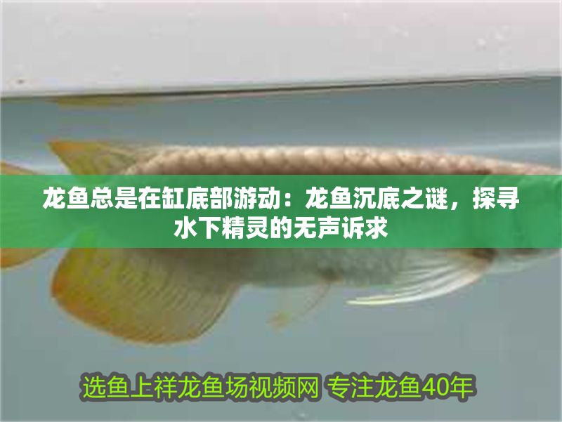 龍魚總是在缸底部游動：龍魚沉底之謎，探尋水下精靈的無聲訴求