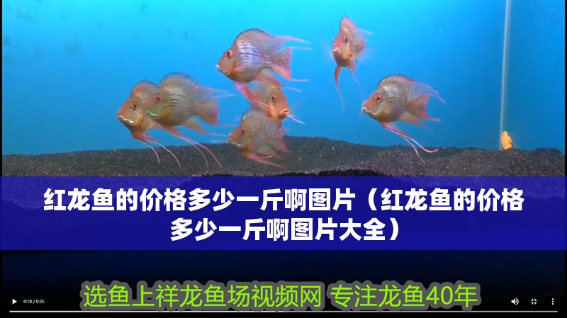 紅龍魚的價格多少一斤啊圖片（紅龍魚的價格多少一斤啊圖片大全）