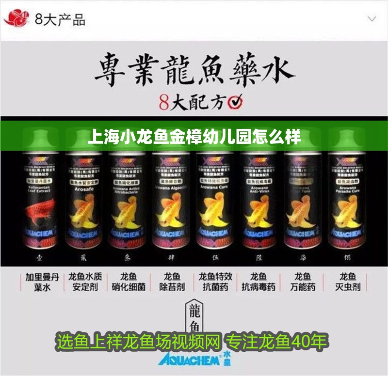 上海小龍魚金樟幼兒園怎么樣