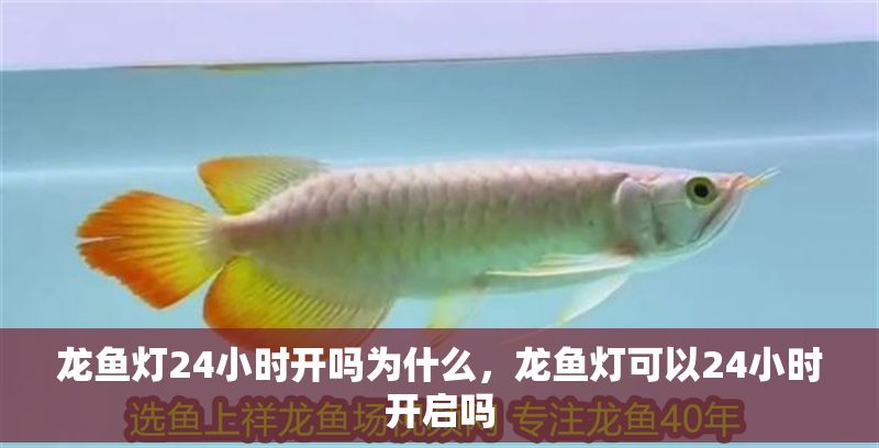 龍魚燈24小時開嗎為什么，龍魚燈可以24小時開啟嗎